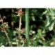 Tuteur vert 1500/11mm Acier CircumPRO (Par 25)