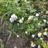 Support plante 100 cm vert (Par 10)
