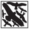 Étiquette autocollante L290xl320 mm kit protection oiseux picto d’oiseaux film autocollant
