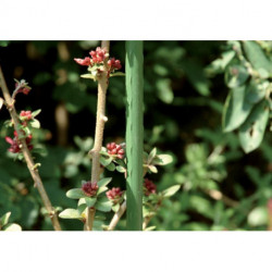 Tuteur plante métal Ø 11mm 150cm vert (Par 10)