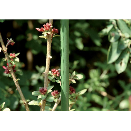 Tuteur plante métal Ø 11mm 150cm vert (Par 10)